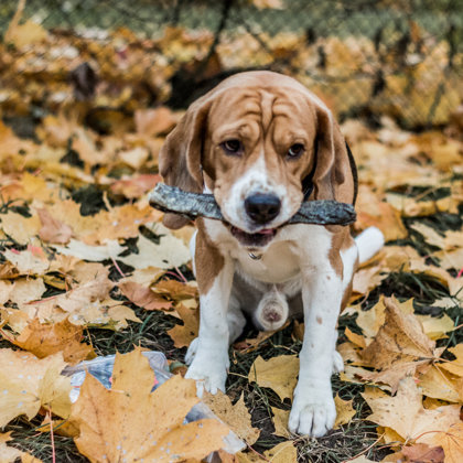 Frost @frostthebeagle